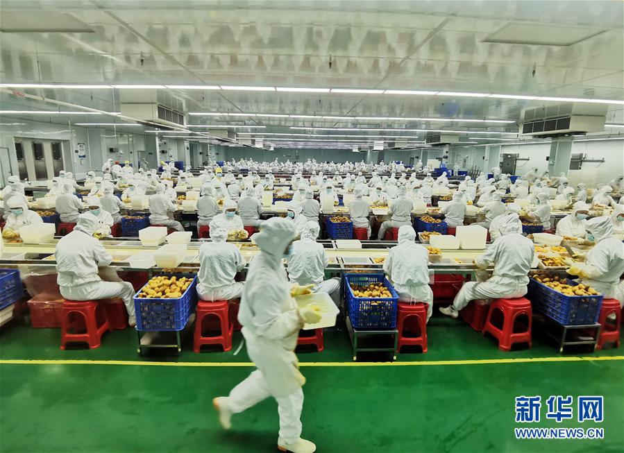 （決戰決勝脫貧攻堅·圖文互動）（8）同飲一江水 攜手“斬窮根”——深圳對口廣西河池、百色扶貧協作見聞