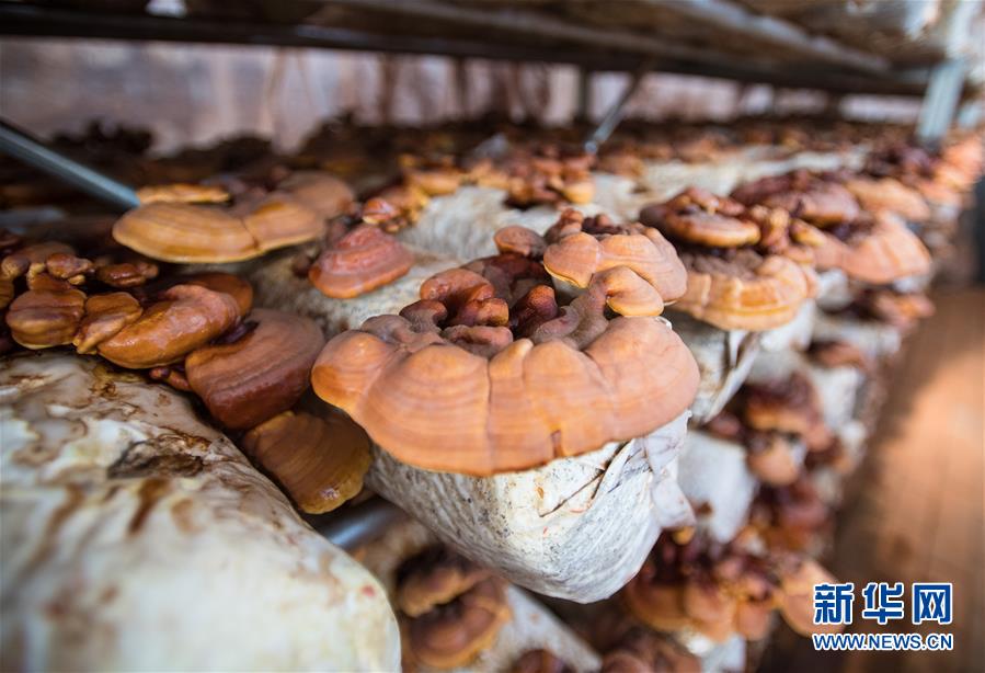 （新華全媒頭條·走向我們的小康生活·圖文互動）（4）特殊之年，荊楚大地書寫不平凡的答卷