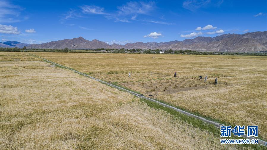 （新華全媒頭條·走向我們的小康生活·圖文互動）（11）扎西德勒，我們的新家園——西藏易地扶貧搬遷搬出幸福美好新生活