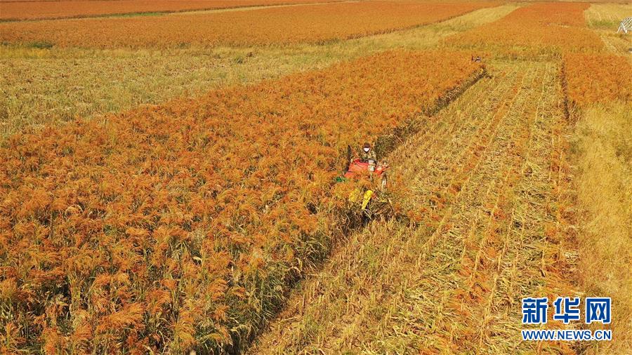 （決戰決勝脫貧攻堅·圖文互動）（1）內蒙古巴林左旗：土笤帚“掃”出新生活