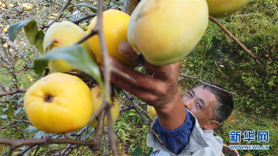(熱點鮮報·圖文互動)(2)善洲精神永相傳:留下一片綠洲 造福家鄉百姓