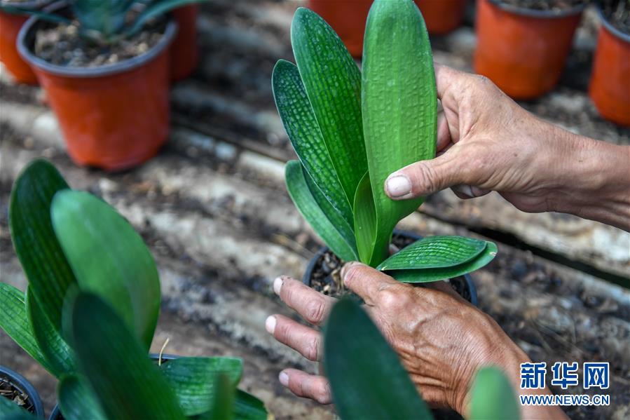 (決戰決勝脫貧攻堅·圖文互動)(4)君子蘭在脫貧攻堅戰場上“綻放”