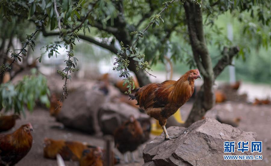 (新華全媒頭條·走向我們的小康生活·決戰(zhàn)決勝脫貧攻堅(jiān)·圖文互動(dòng))(5)昭通之變——全國(guó)貧困人口最多的地級(jí)市跨越記