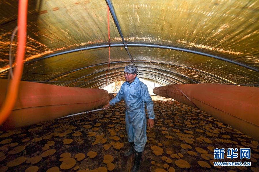 (決戰決勝脫貧攻堅·圖文互動)(2)從“因殘致貧”到“帶頭脫貧”——吉林靖宇有這樣一位“脫貧英雄”