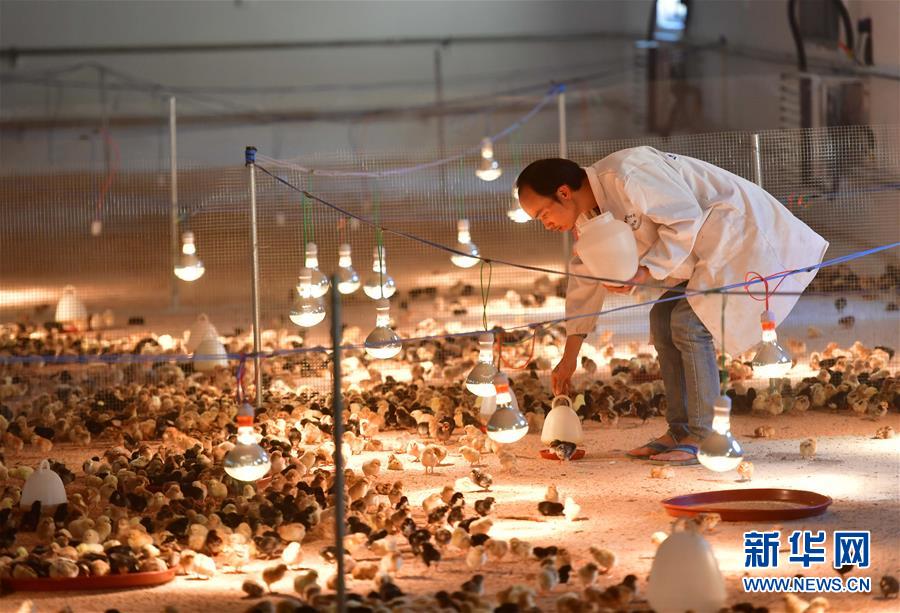 (新華全媒頭條·圖文互動(dòng))(9)決戰(zhàn)千山萬弄間——廣西“極貧角落”最后攻堅(jiān)記