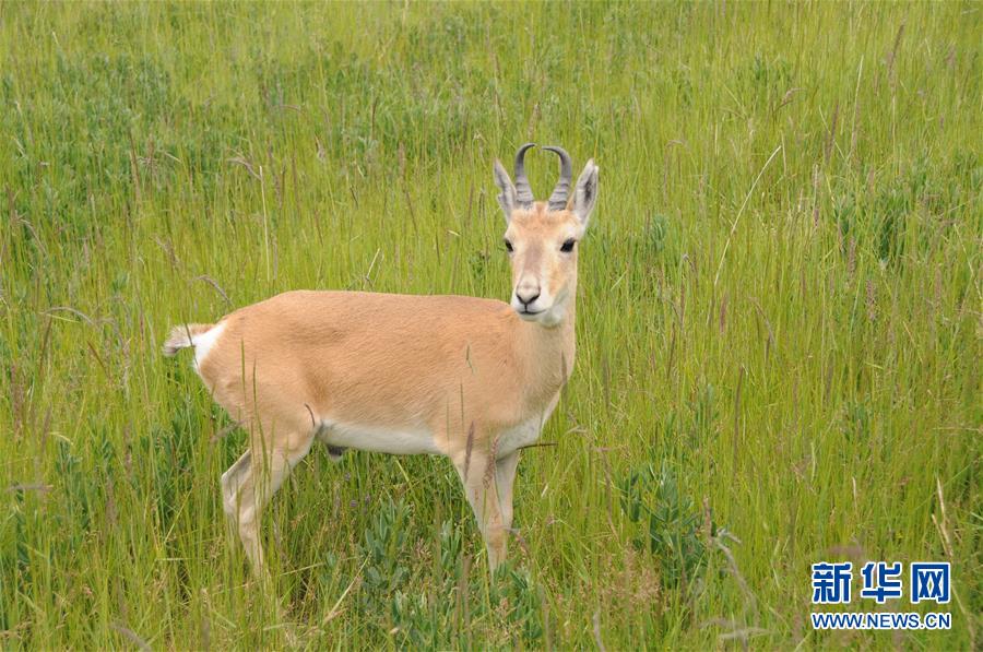 (新華全媒頭條·圖文互動)(11)大湖見證 ——持續(xù)保護(hù)讓青海湖生態(tài)華麗“蝶變”