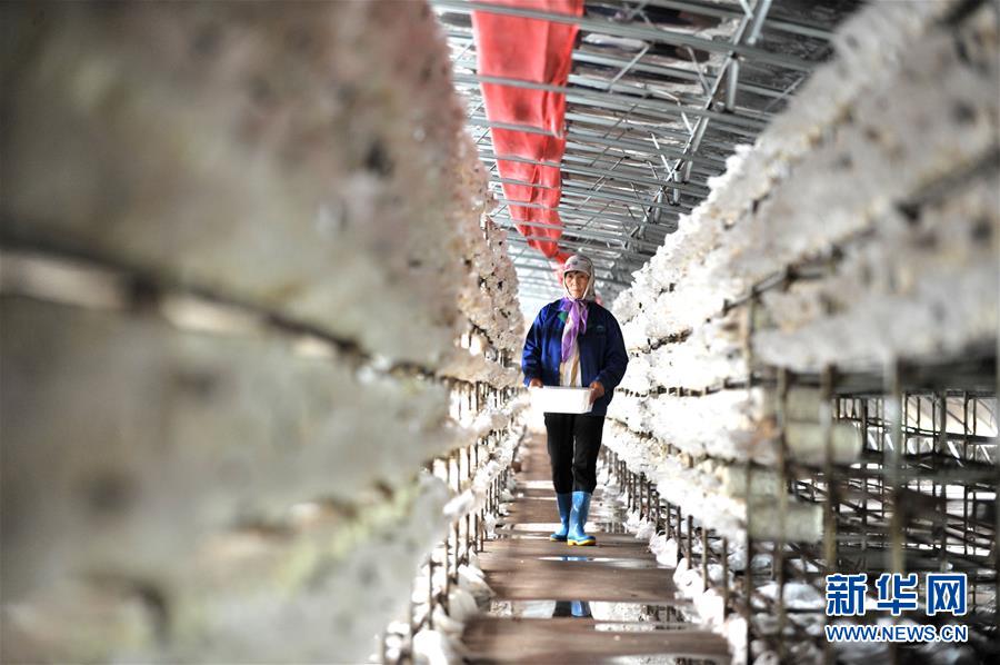 (習近平的小康故事·圖文互動)(6)“我很期盼的一件事,就是讓鄉親們飽餐一頓肉”——習近平和脫貧攻堅的故事