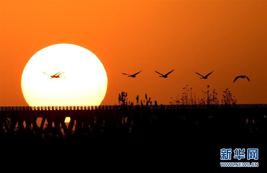 (新華全媒頭條·圖文互動)(5)從“四亂”突出到生態(tài)修復 黃河漸成中原“綠飄帶”