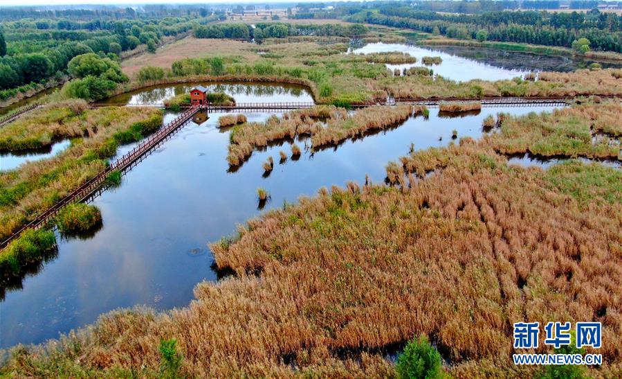 (新華全媒頭條·圖文互動)(13)從“四亂”突出到生態(tài)修復 黃河漸成中原“綠飄帶”