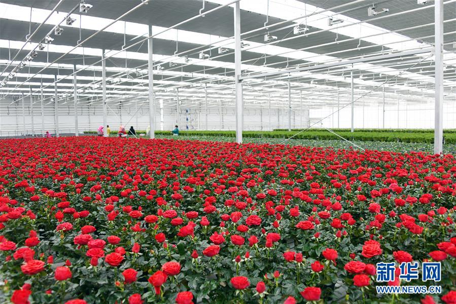 (五中全會(huì)精神在基層·圖文互動(dòng))(2)從黃土荒坡到萬畝良田——蘭州新區(qū)現(xiàn)代農(nóng)業(yè)發(fā)展“變奏曲”