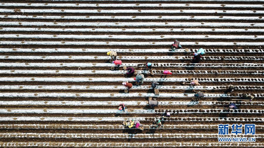(在習近平新時代中國特色社會主義思想指引下——新時代新作為新篇章·習近平總書記關(guān)切事·圖文互動)(2)讓每一寸耕地都成為豐收的沃土——我國加強耕地保護推進“藏糧于地”