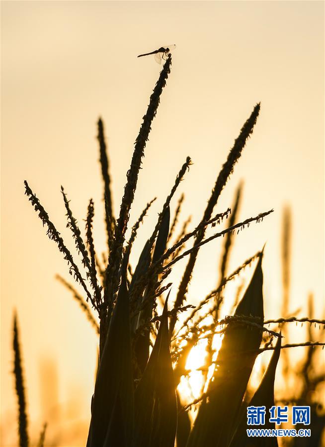 (在習(xí)近平新時代中國特色社會主義思想指引下——新時代新作為新篇章·習(xí)近平總書記關(guān)切事·圖文互動)(9)讓百姓吃得飽還要吃得好——夯實糧食安全基礎(chǔ)端牢中國飯碗
