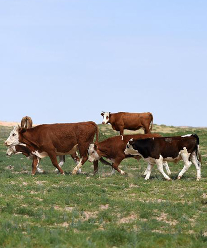 內蒙古優質牛羊肉走上越來越多國人的餐桌