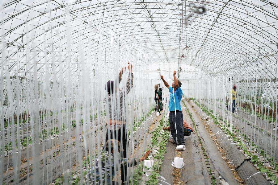 黑龍江肇東:農業生態觀光園助力脫貧增收