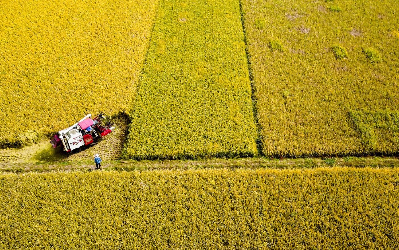 我國糧食生產實現&ldquo;十七連豐&rdquo;