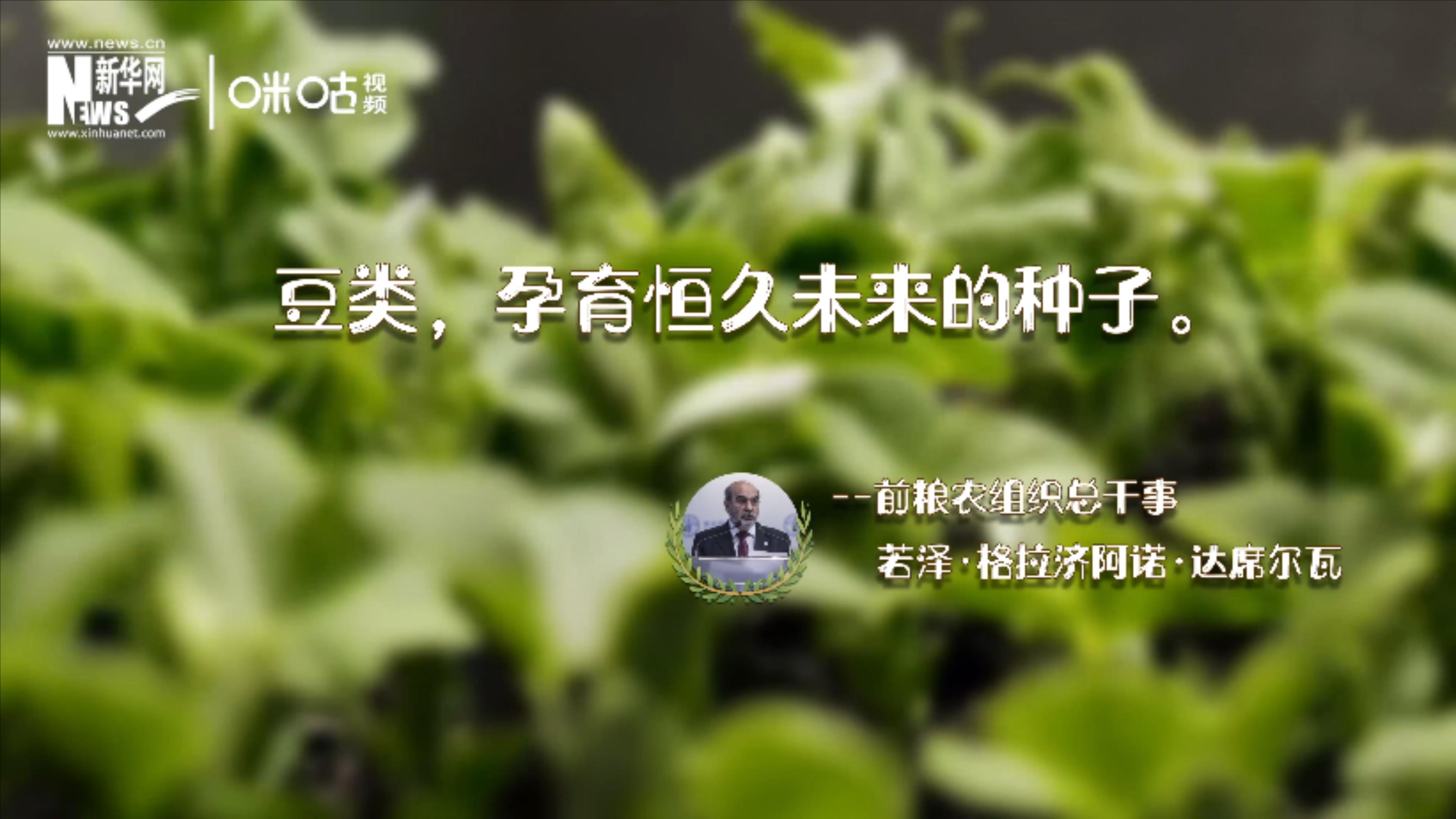 豆類，孕育恒久未來的種子