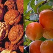 泰山核桃、紅玉杏