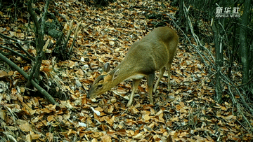 呆萌可愛！國家三有保護動物小麂現身重慶陰條嶺