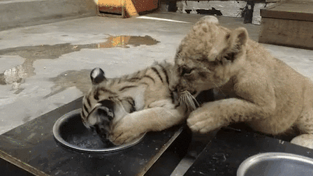 “萌萌噠”！虎獅“姊妹花”