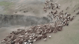 新疆福?？h43萬牲畜踏上夏季轉場路