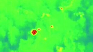 云南野生象群的奇幻之旅：紅外監測——夕陽鄉大雨 象群抱團取暖