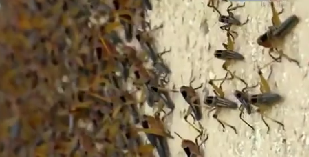 恐怖！ 漫天飛舞 俄邊疆區遭蝗蟲、瓢蟲侵襲