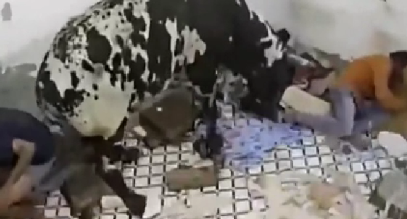 驚嚇！ 印度公牛打架沖進屋子 男子奪門而出