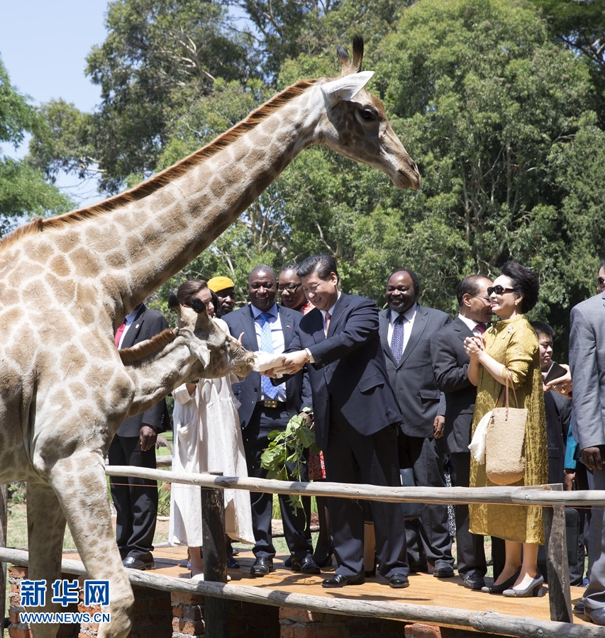12月2日，國家主席習近平在津巴布韋考察野生動物救助基地。在基地負責人陪同下，習近平和夫人彭麗媛察看了基地救助的野生動物，并給大象、長頸鹿遞喂水果、樹葉。新華社記者 黃敬文 攝 