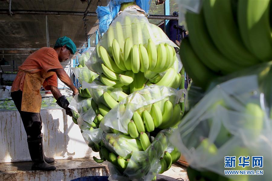 (國際·圖文互動)(4)菲律賓香蕉“北上”記