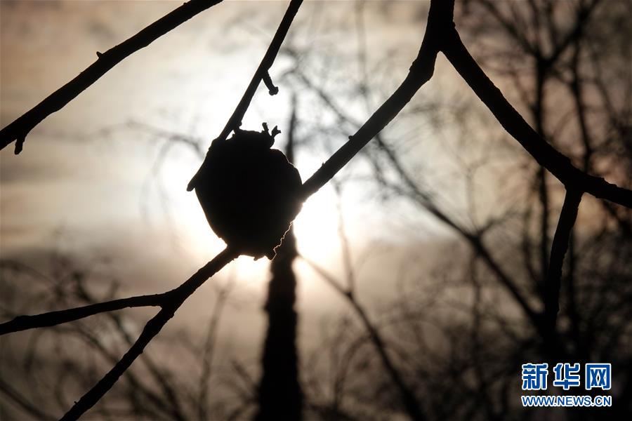 （國際·圖文互動）（10）一場山火，讓這個冬天格外冷——探訪美國加州山火災(zāi)區(qū)