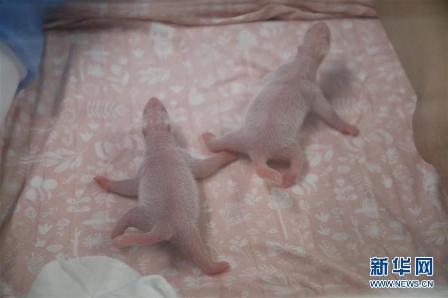 (國際)(4)旅比大熊貓“好好”產(chǎn)下龍鳳胎