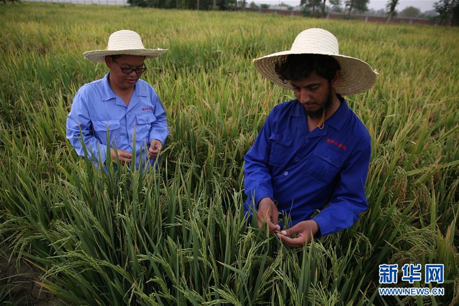 （國際·圖文互動）（1）通訊：達(dá)則兼濟(jì)天下——記在巴基斯坦教授雜交水稻技術(shù)的中國專家