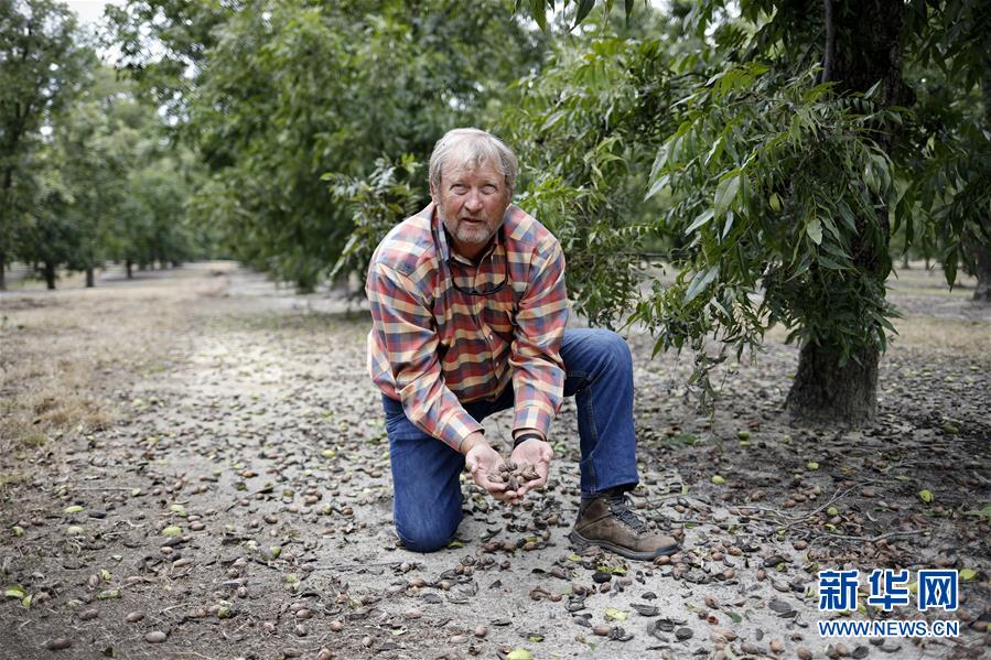 （國際·圖文互動）（4）通訊：期待美中盡早達成貿易協議——颶風和關稅夾擊下的美國山核桃種植戶盼重回中國市場