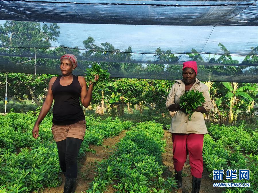(國(guó)際·圖文互動(dòng))(1)通訊:“有機(jī)”已成古巴農(nóng)民生活方式