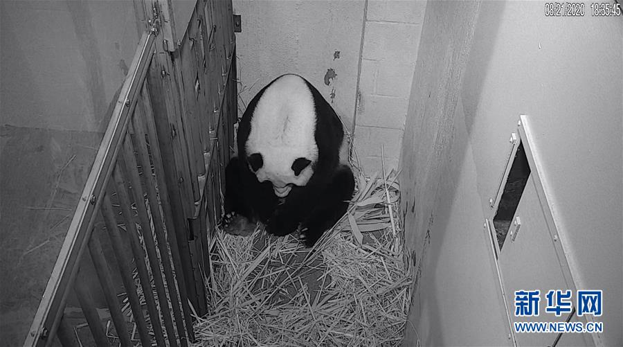 (國(guó)際)(1)22歲“高齡”旅美大熊貓“美香”順利產(chǎn)仔