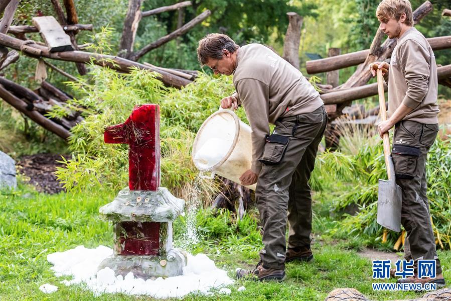 (國際)(2)德國柏林動物園為大熊貓雙胞胎慶生
