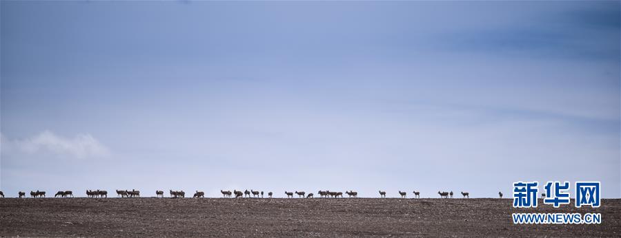 (新媒體專線·圖文互動(dòng))(4)一參與殺害“改革先鋒”杰桑·索南達(dá)杰的嫌犯被抓獲