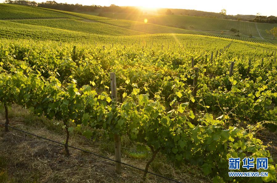 (第三屆進博會·圖文互動)(1)專訪:進博會是了解中國市場的好機會——訪澳大利亞諾瓦維塔葡萄酒集團創(chuàng)始人卡臣