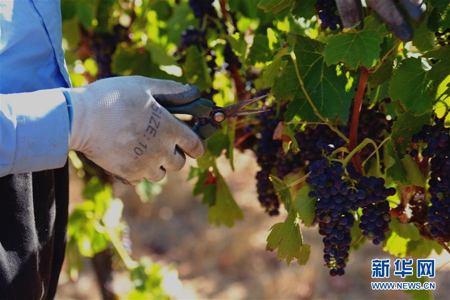 (第三屆進博會·圖文互動)(2)專訪:進博會是了解中國市場的好機會——訪澳大利亞諾瓦維塔葡萄酒集團創(chuàng)始人卡臣