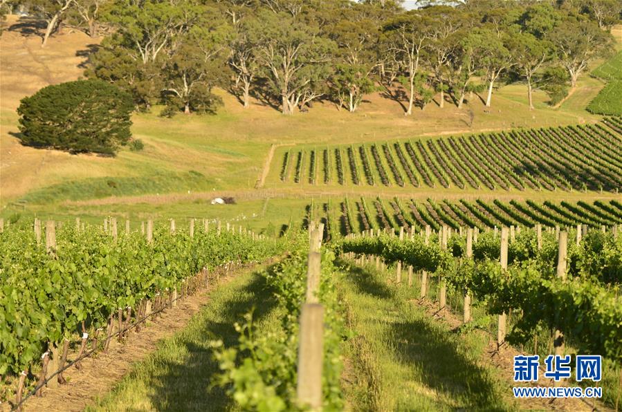 (第三屆進博會·圖文互動)(5)專訪:進博會是了解中國市場的好機會——訪澳大利亞諾瓦維塔葡萄酒集團創(chuàng)始人卡臣