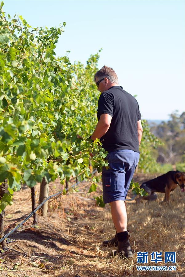 (第三屆進博會·圖文互動)(8)專訪:進博會是了解中國市場的好機會——訪澳大利亞諾瓦維塔葡萄酒集團創(chuàng)始人卡臣