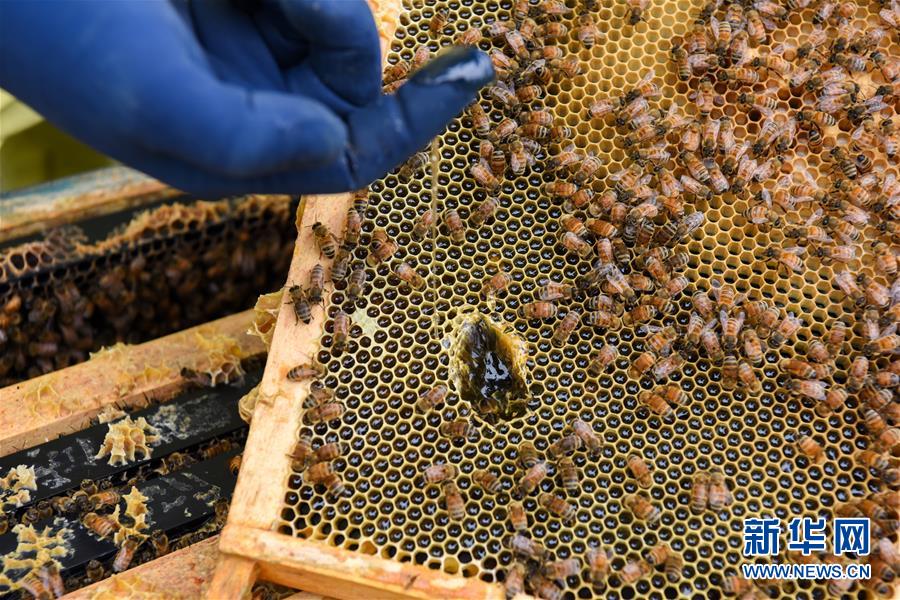 （第三屆進(jìn)博會(huì)·圖文互動(dòng)）（6）通訊：新西蘭的進(jìn)博會(huì)味道，甜