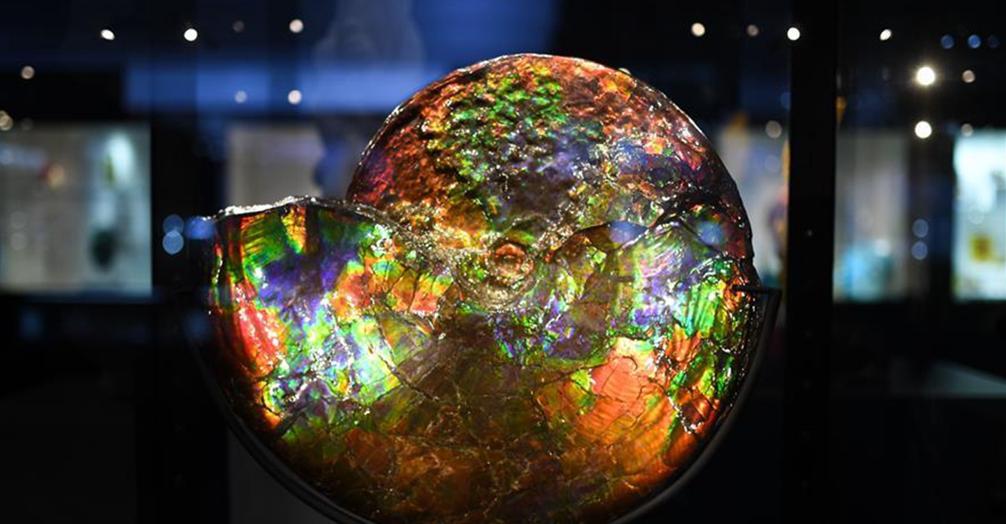 進博會觀展體驗：多彩&middot;絢爛&middot;未來感